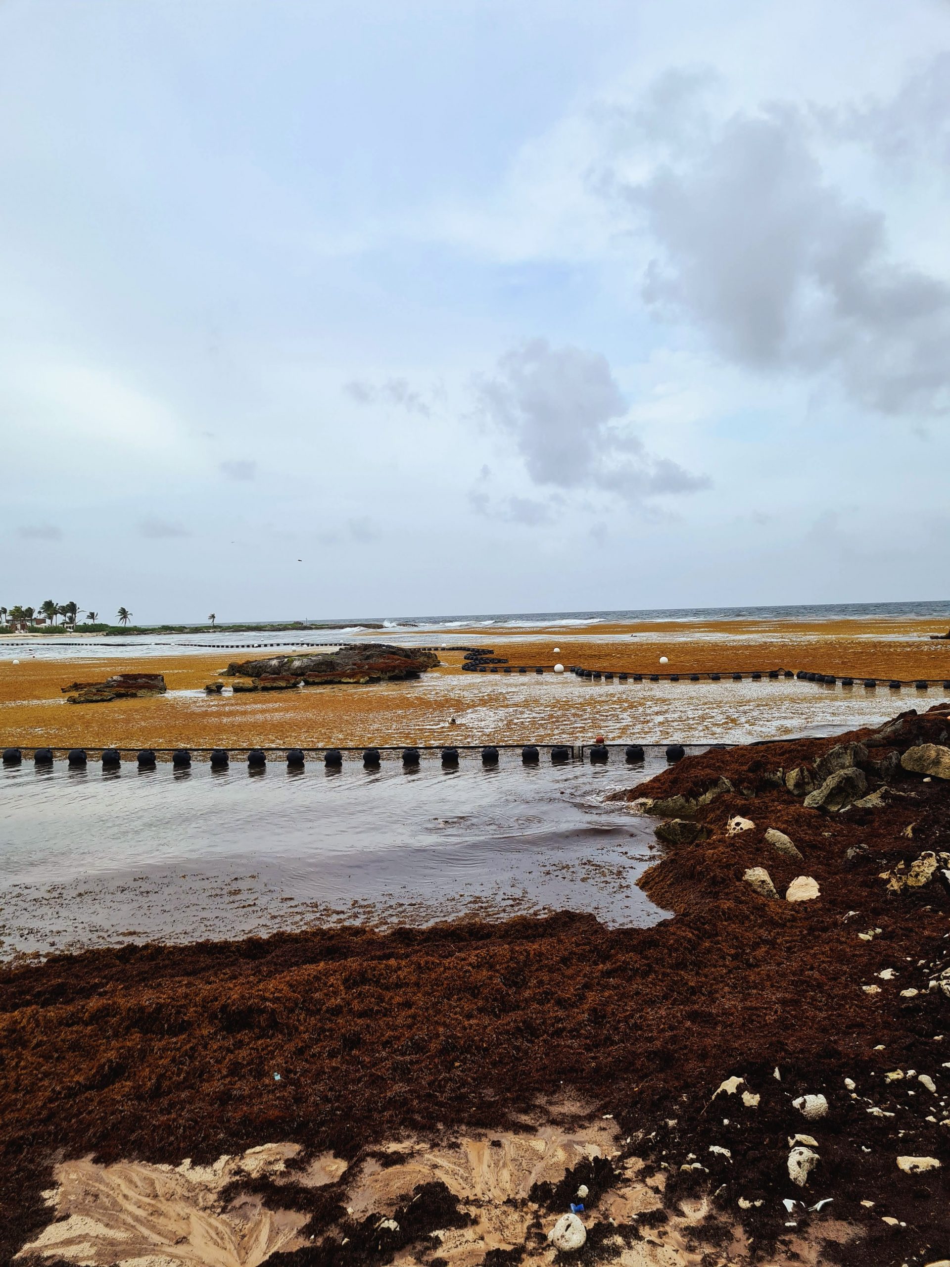 algues-sargasses-playa-del-carmen-mexique