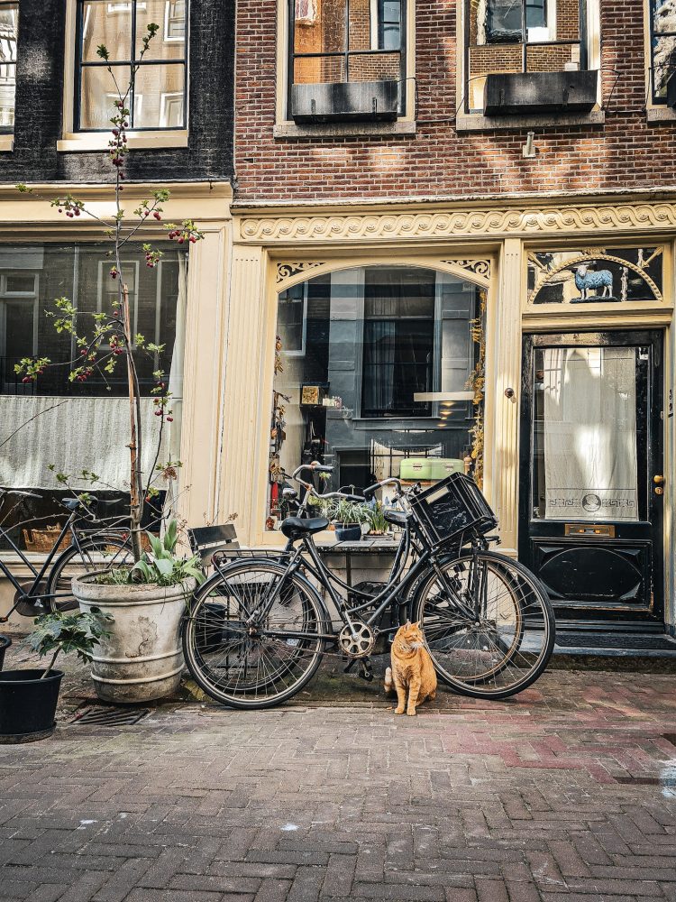chat roux devant un velo noir dans une rue d'amsterdam