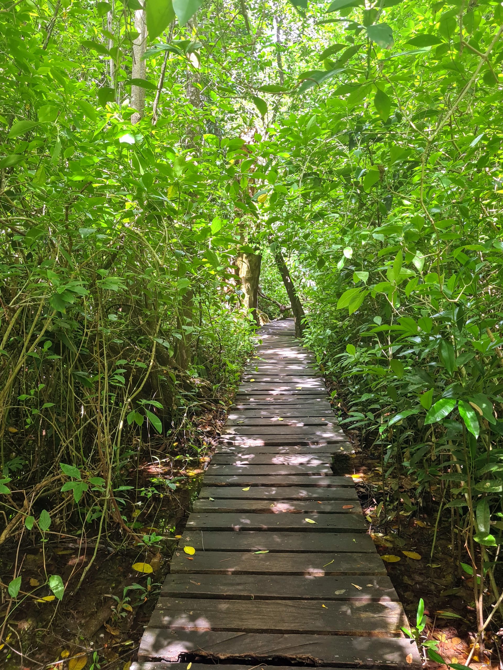 reserve-sian-ka-an-cote-jungle