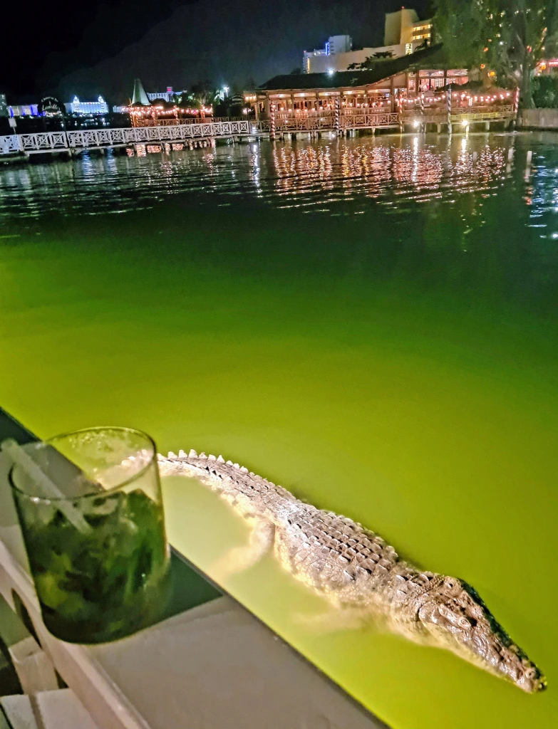 crocodile-lagune-cancun