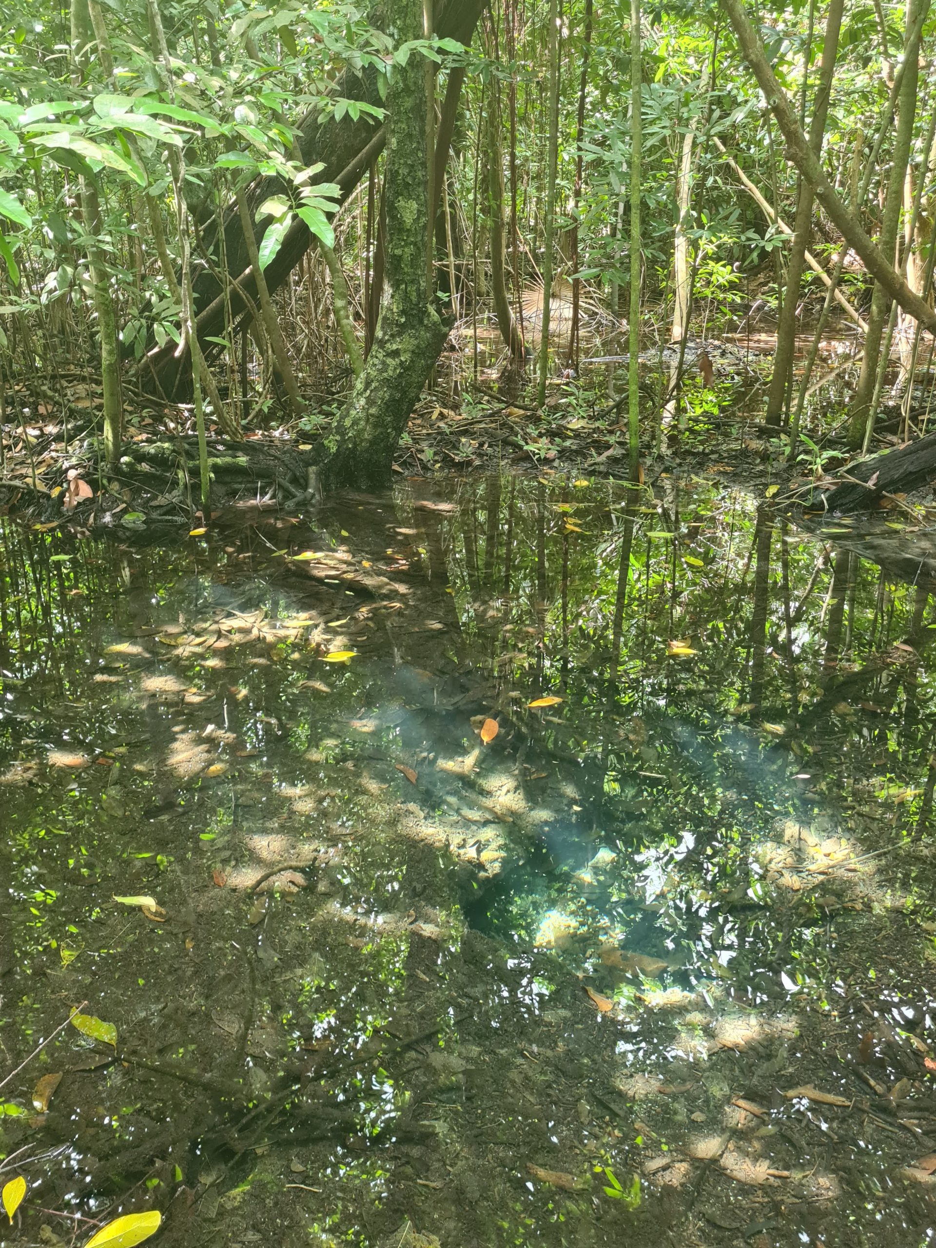 marecage-jungle-yucatan