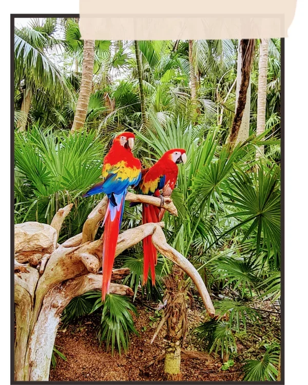 perroquets sur un branche au parc x caret