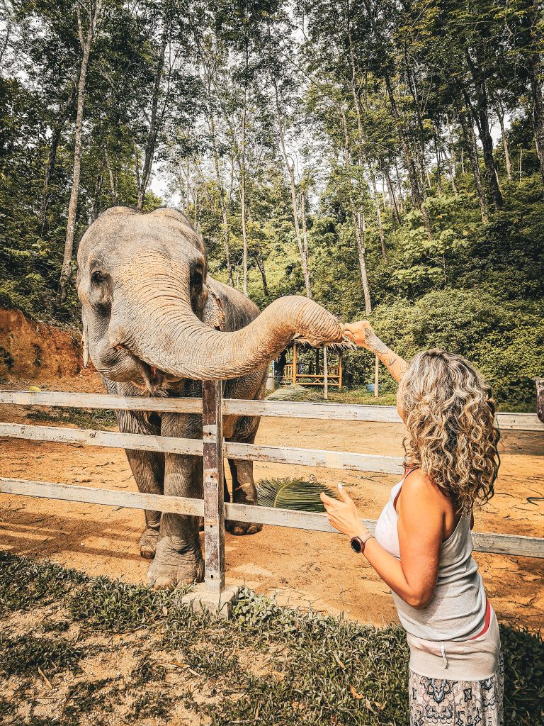 distribution de nourriture a un elephant dans un sanctuaire de phuket