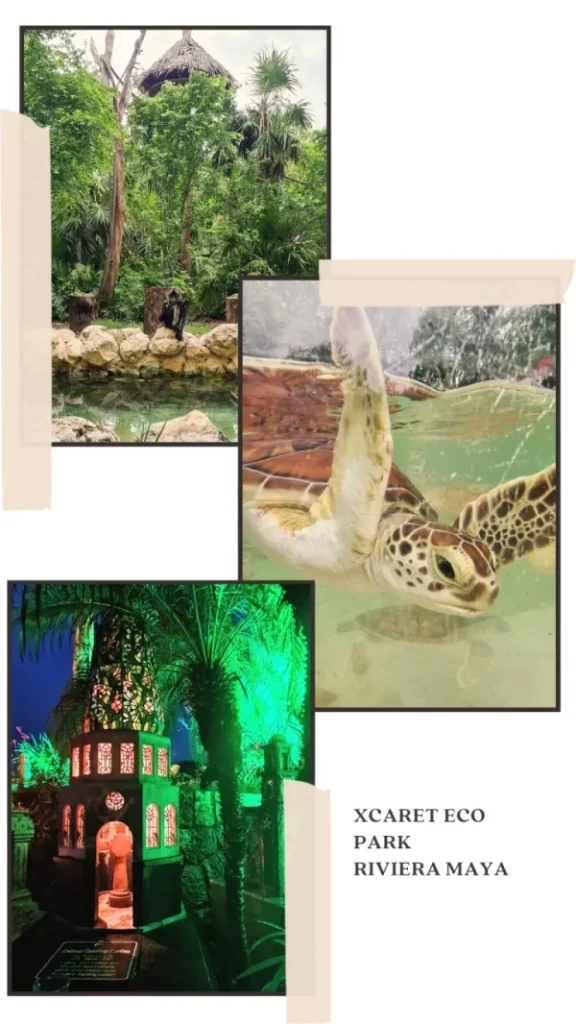 cimetierre mexicain tortue et paysage du parc x caret 