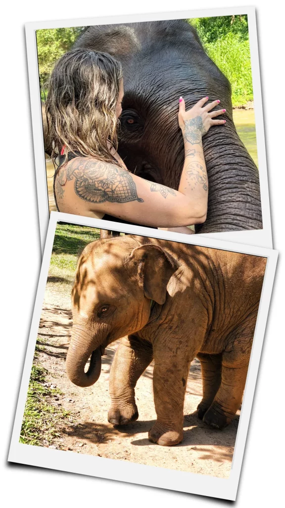 femme avec un elephant au sanctuaire elephant friends de chaing mai en thailande