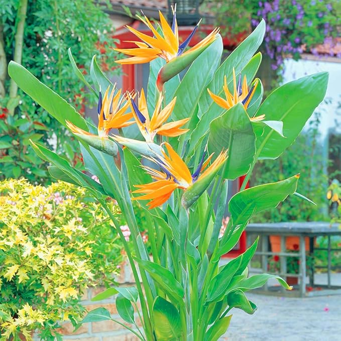 plante oiseau de paradis dans un jardin 