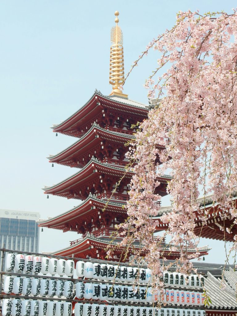 temple japonais derriere un sakura en fleur