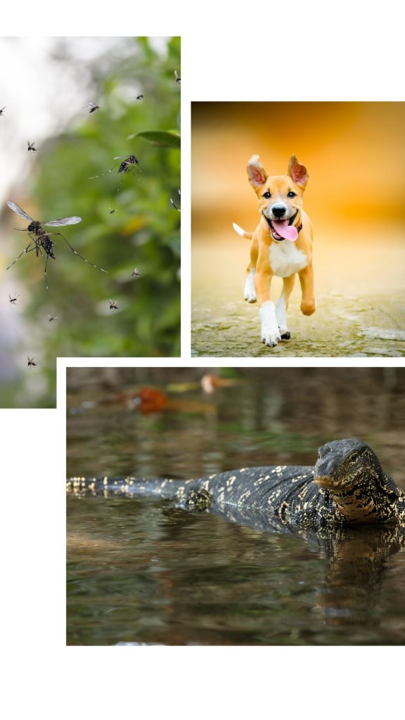 chien-moustique-varan-animaux-thailande