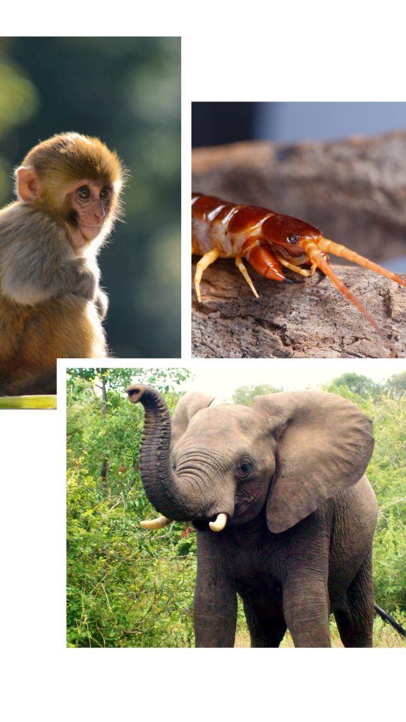 singe-scolopandre-elephant-animaux-de-thailande