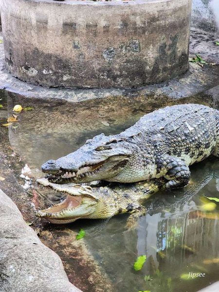 couple de crocodiles au wat sam pluem chinatown bangkok
