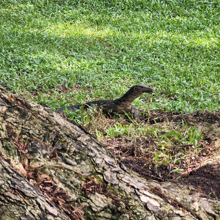 parc-lumpini-varan