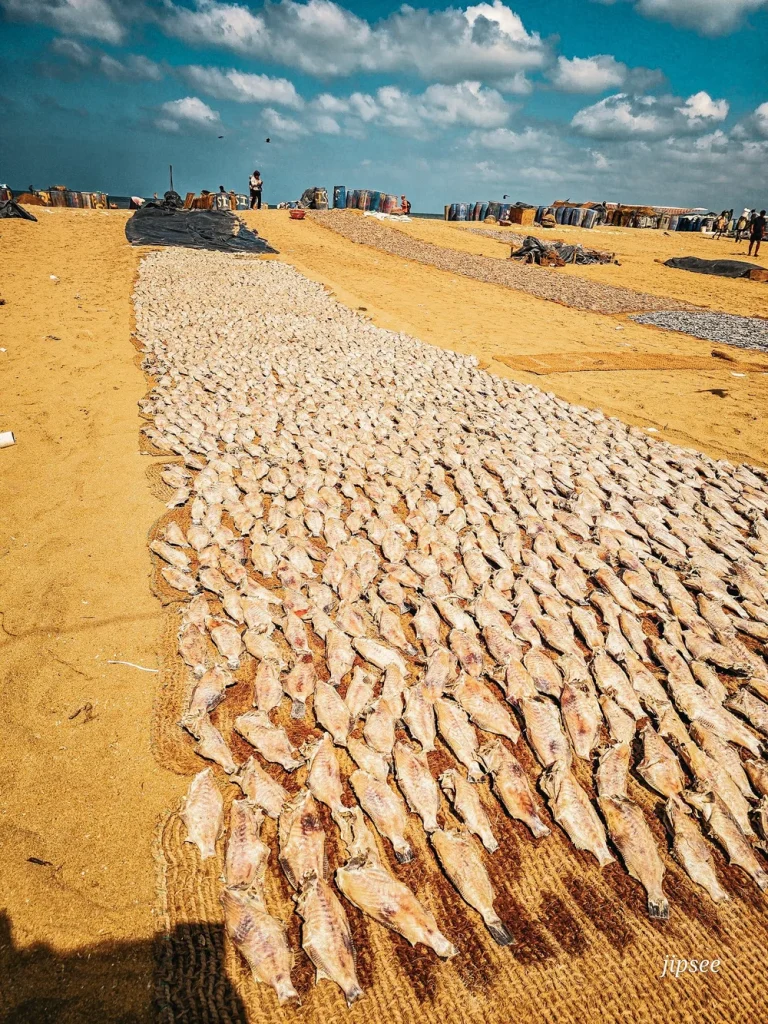 etalage de poissons sechés au soleil sur le sable