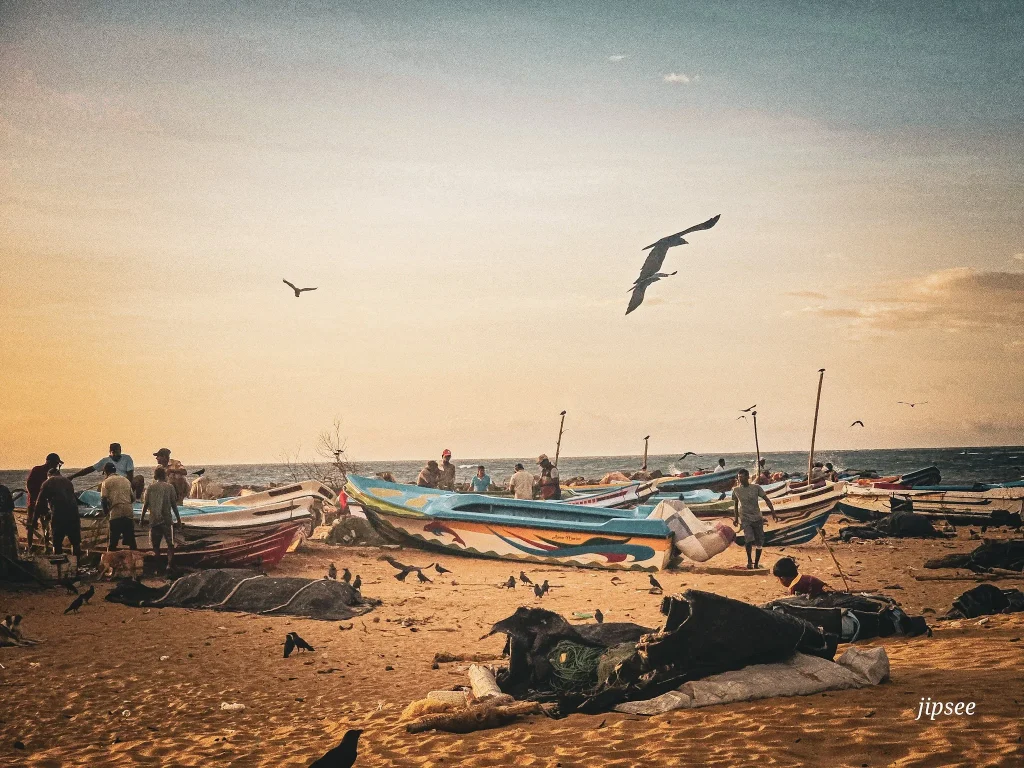 plage de negombo au coucher du soleil pecheurs bateaux et oiseaux a l'heure du retour de peche