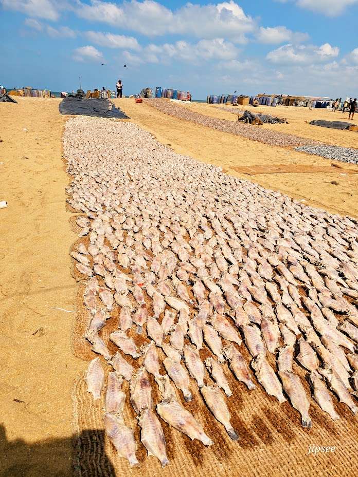 etal-poisson-negombo