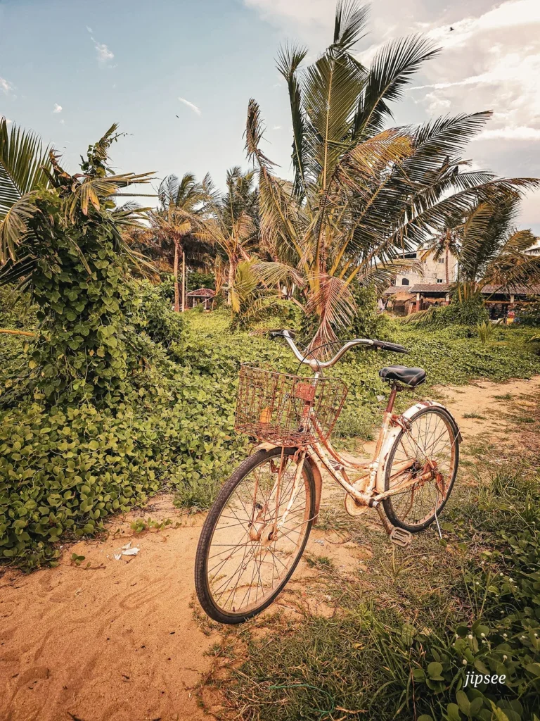 velo blanc et rouillé dans une allee de sable devant des palmiers
