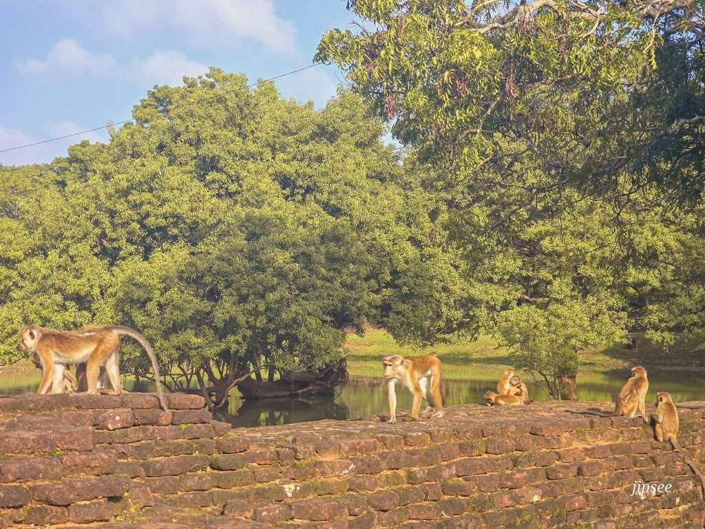 singes-rocher-du-lion-sri-lanka