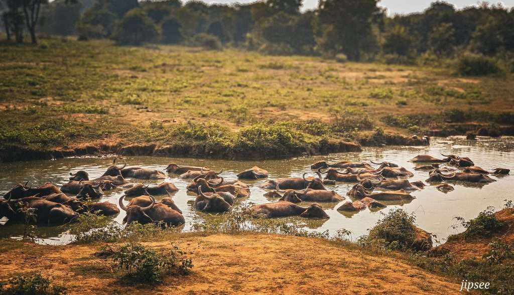 buffle-safari-udalawawe-sri-lanka