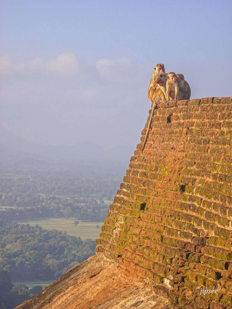 singe-rocher-du-lion-sigiriya
