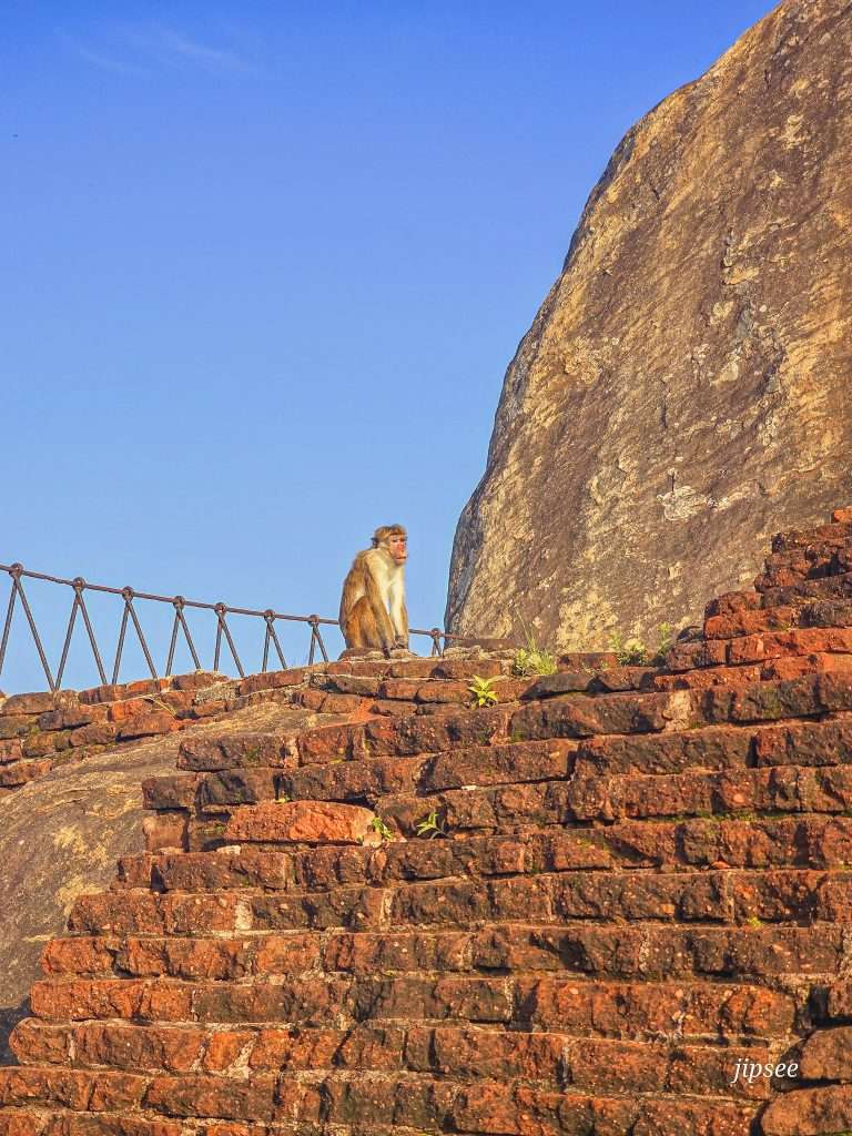 singe-rocher-du-lion-sigiriya