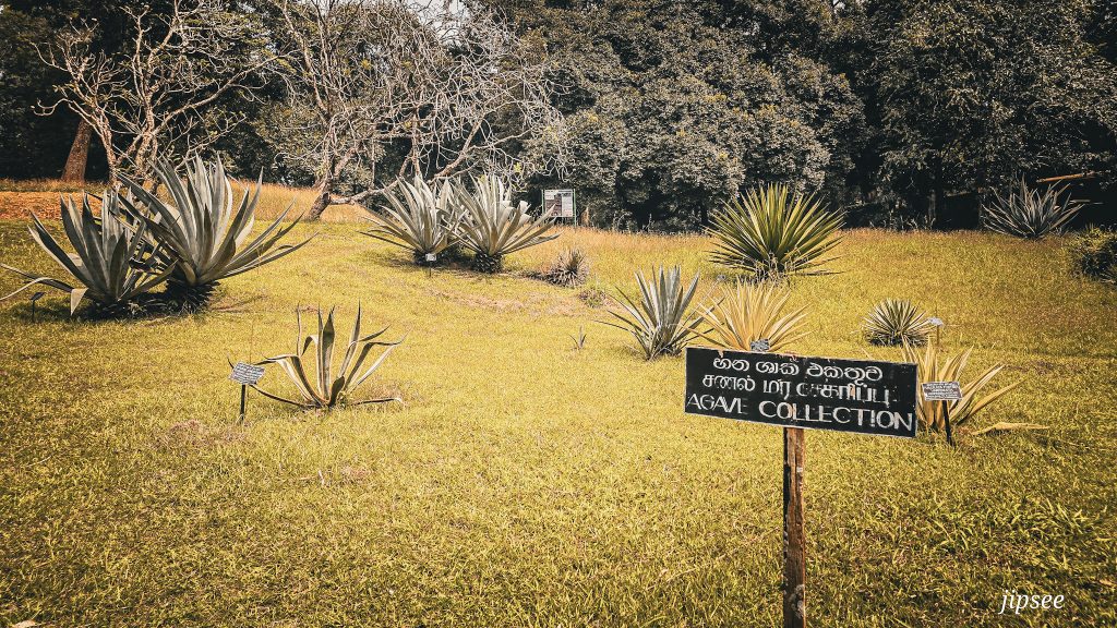 plantation d'aloe vara ert d'agave au jardin botanique de kandy au sri lanka