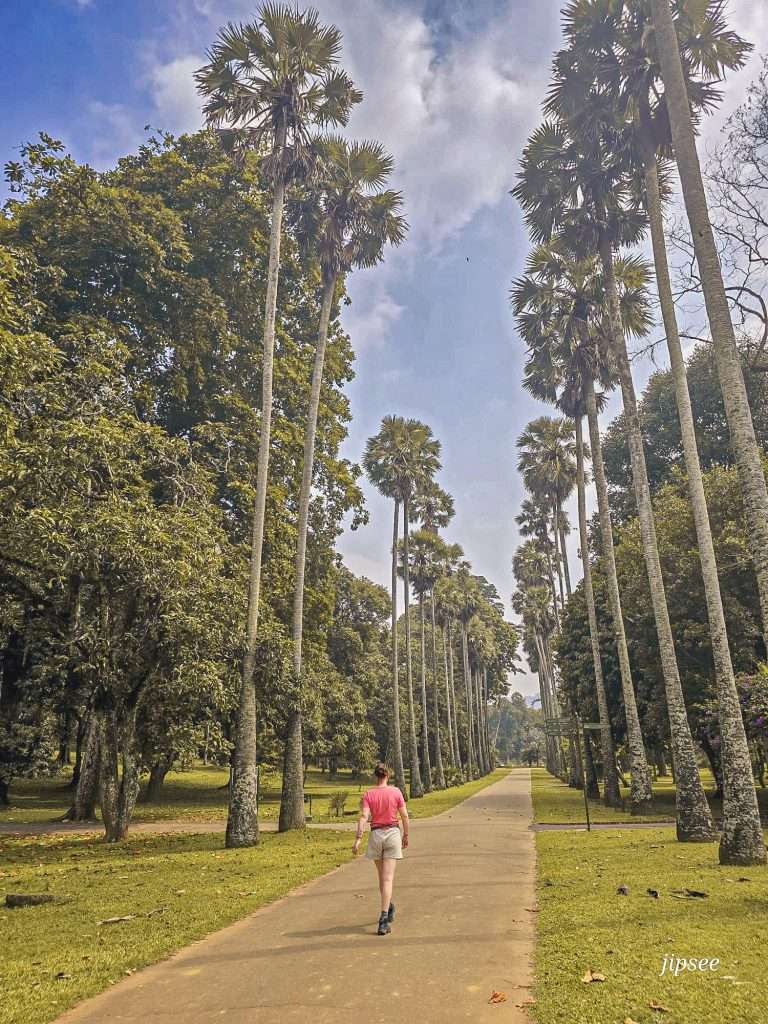 allee-des-palmiers-jardin-botanique-kandy
