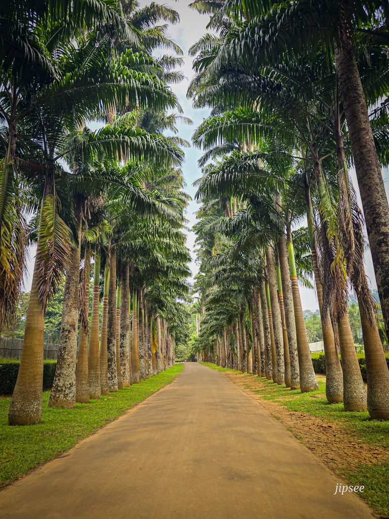 allee des palmiers du jardin botanique de kandy au sri lanka