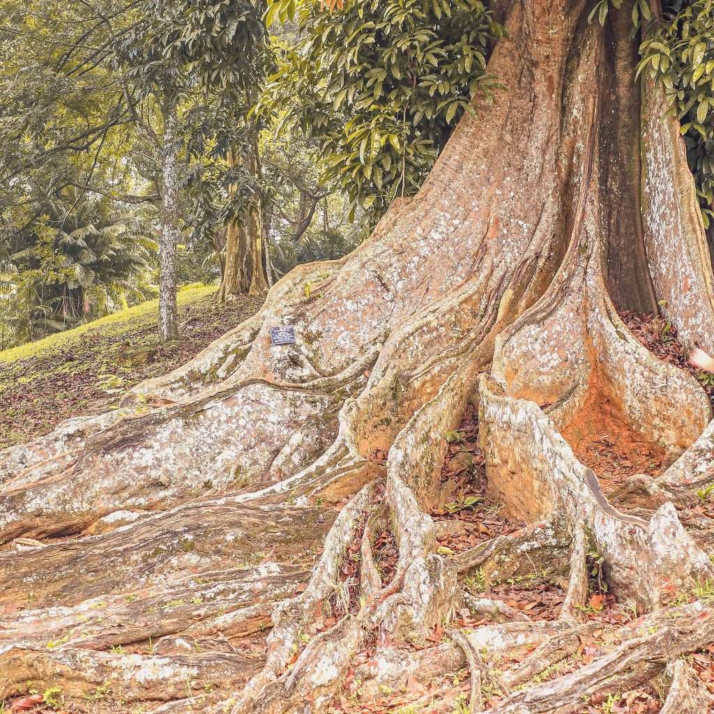 tronc-arbre-centenaire-jardin-botanique-kandy