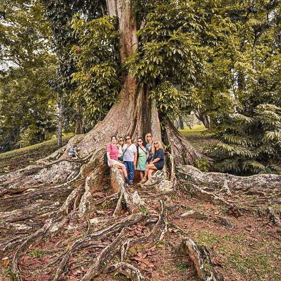 arbre-legendaire-jardin-botanique-kandy