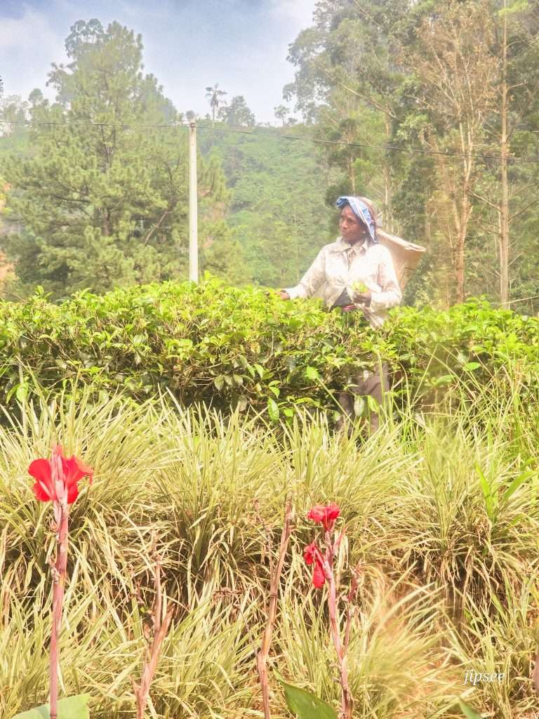 ceuilleuse-de-the-sri-lanka