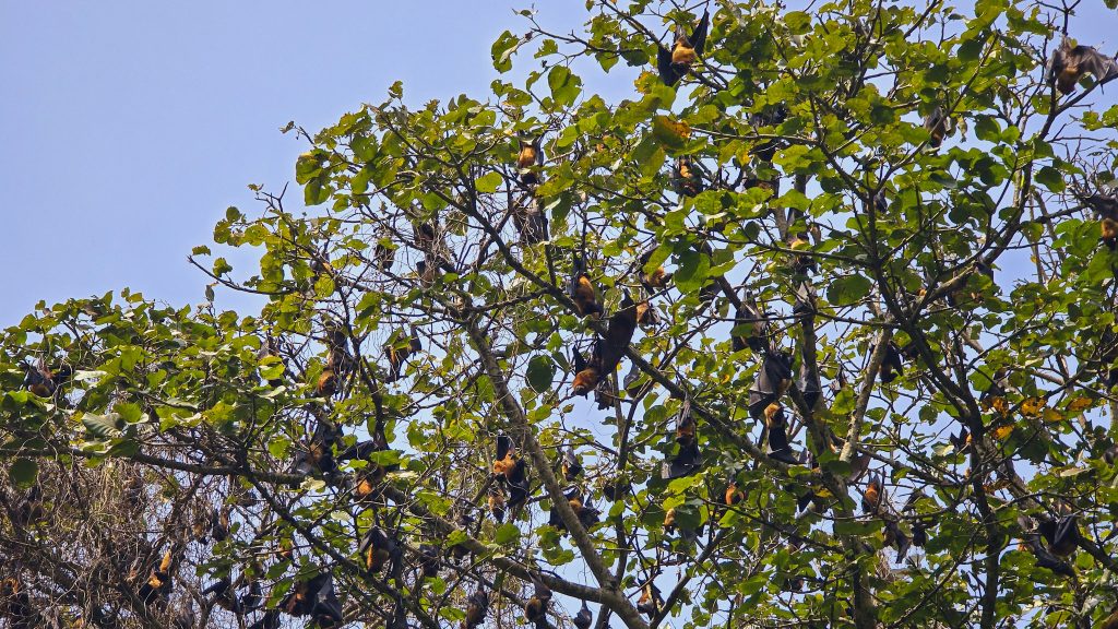 arbre rempli de chauves souris au jardin botanique de kandy au sri lanka