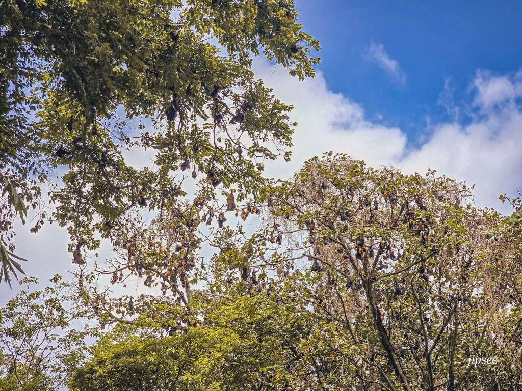 chauve-souris-jardin-botanique-kandy