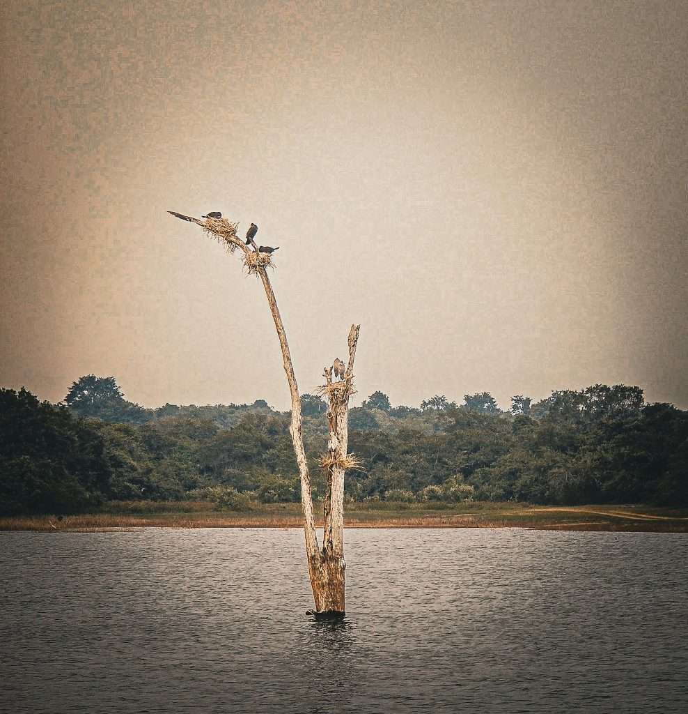 cigogne-safari-udalawawe-sri-lanka