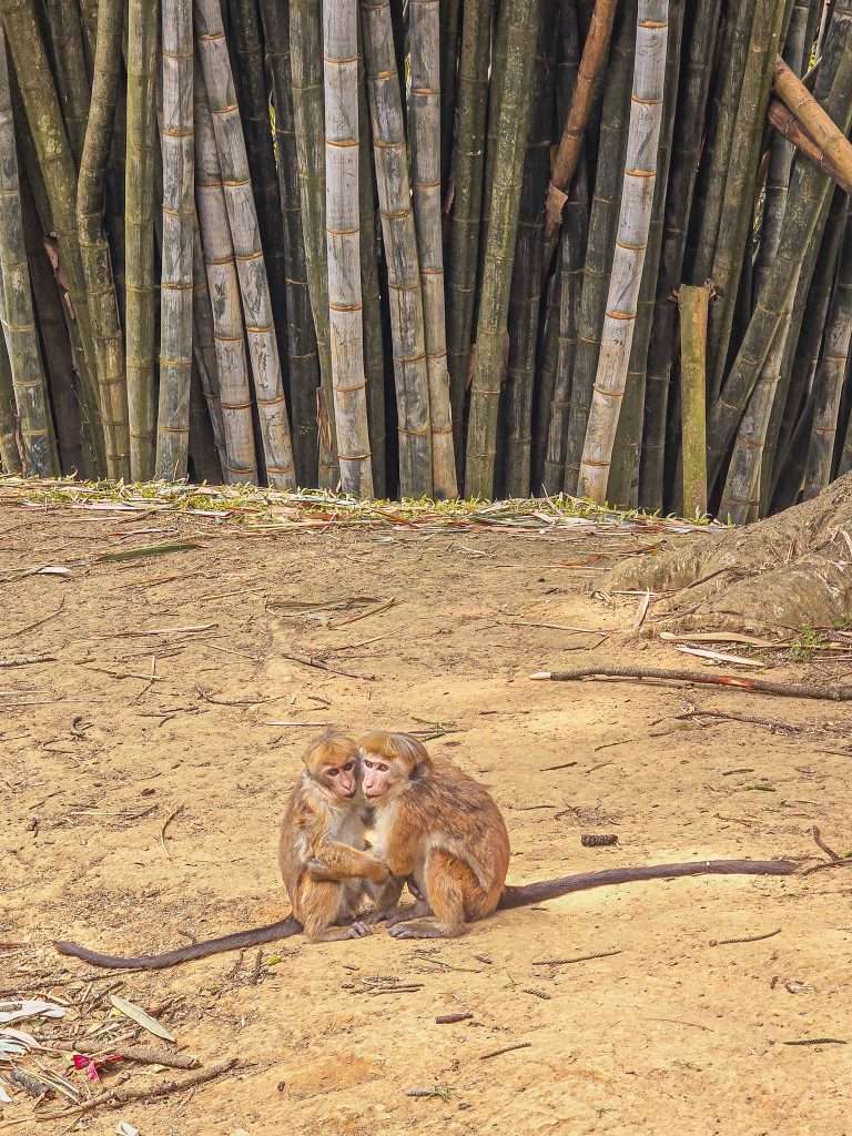 couple-singe-jardin-botanique-kandy