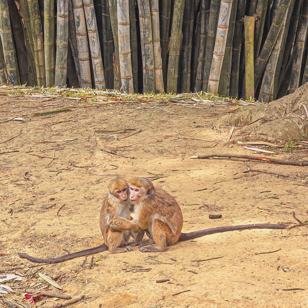 couple de singe enlace au jardin botanique de kandy au sri lanka