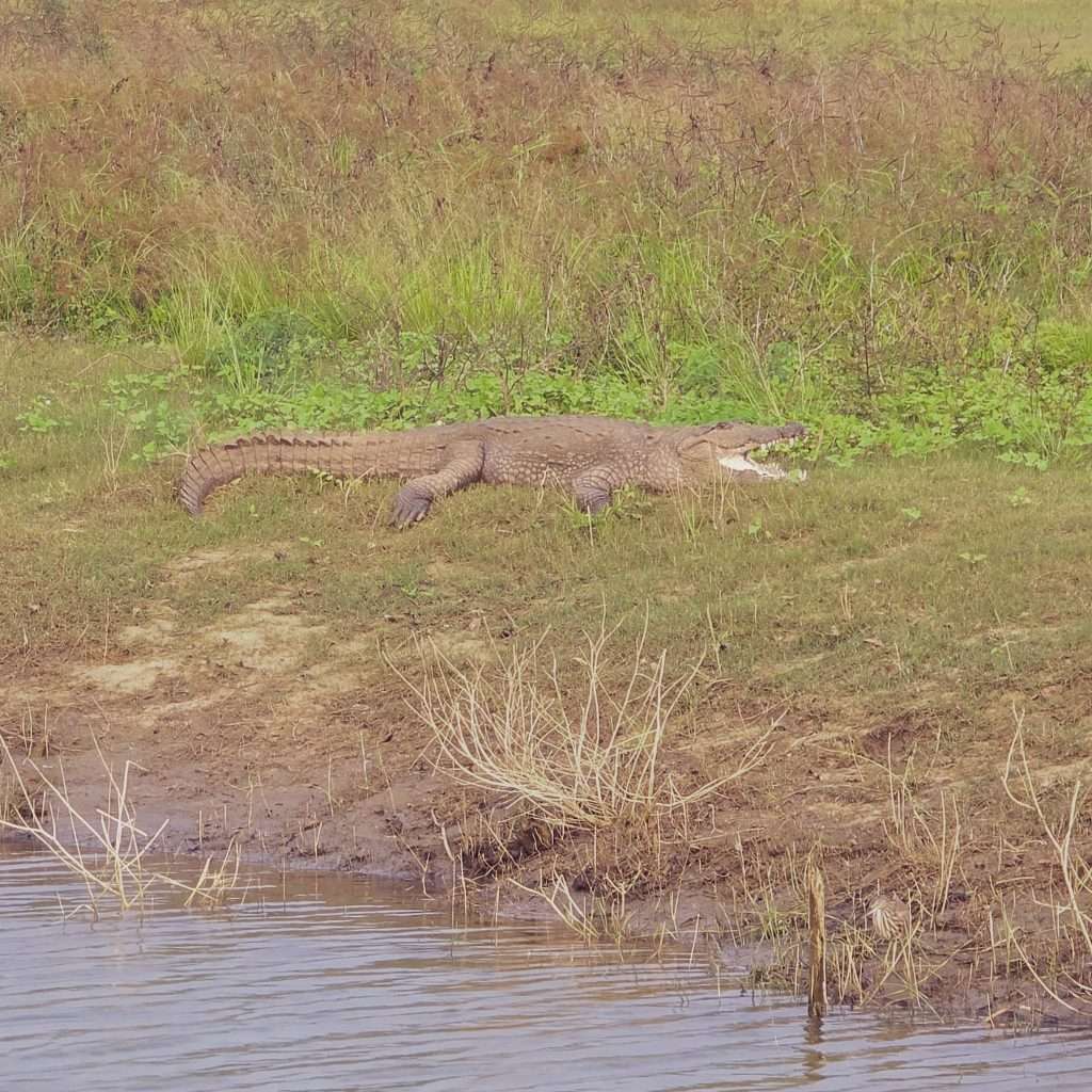 crocodile-safari-udalawawe-sri-lanka