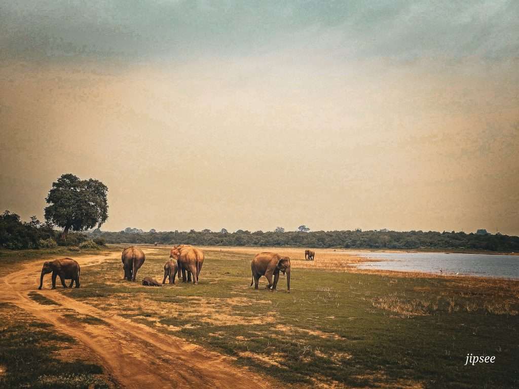 elephants-safari-udalawawe-sri-lanka