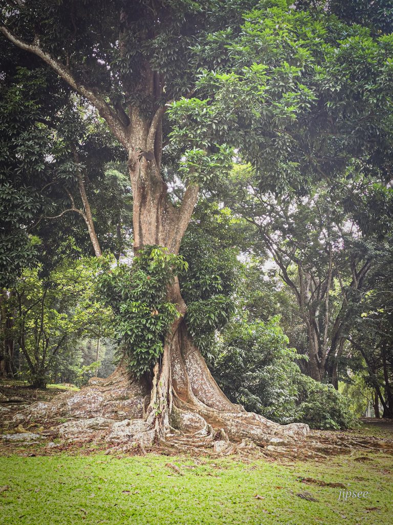 gros arbre centenaire au jardin botanique de kandy