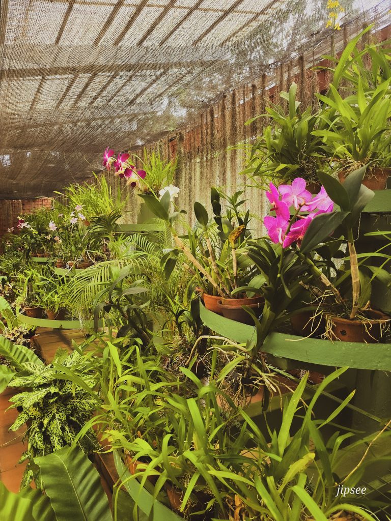 interieur de la serre aux orchidés du jardin botanqie de kandy au sri lanka