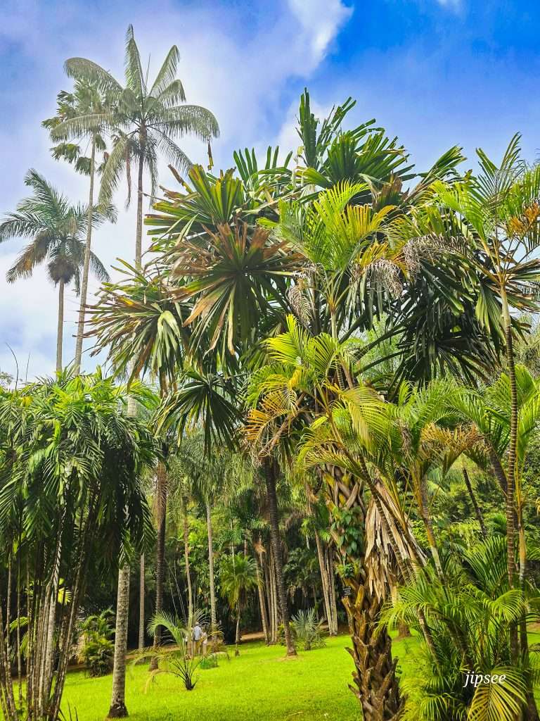 palmiers-jardin-botanique-kandy