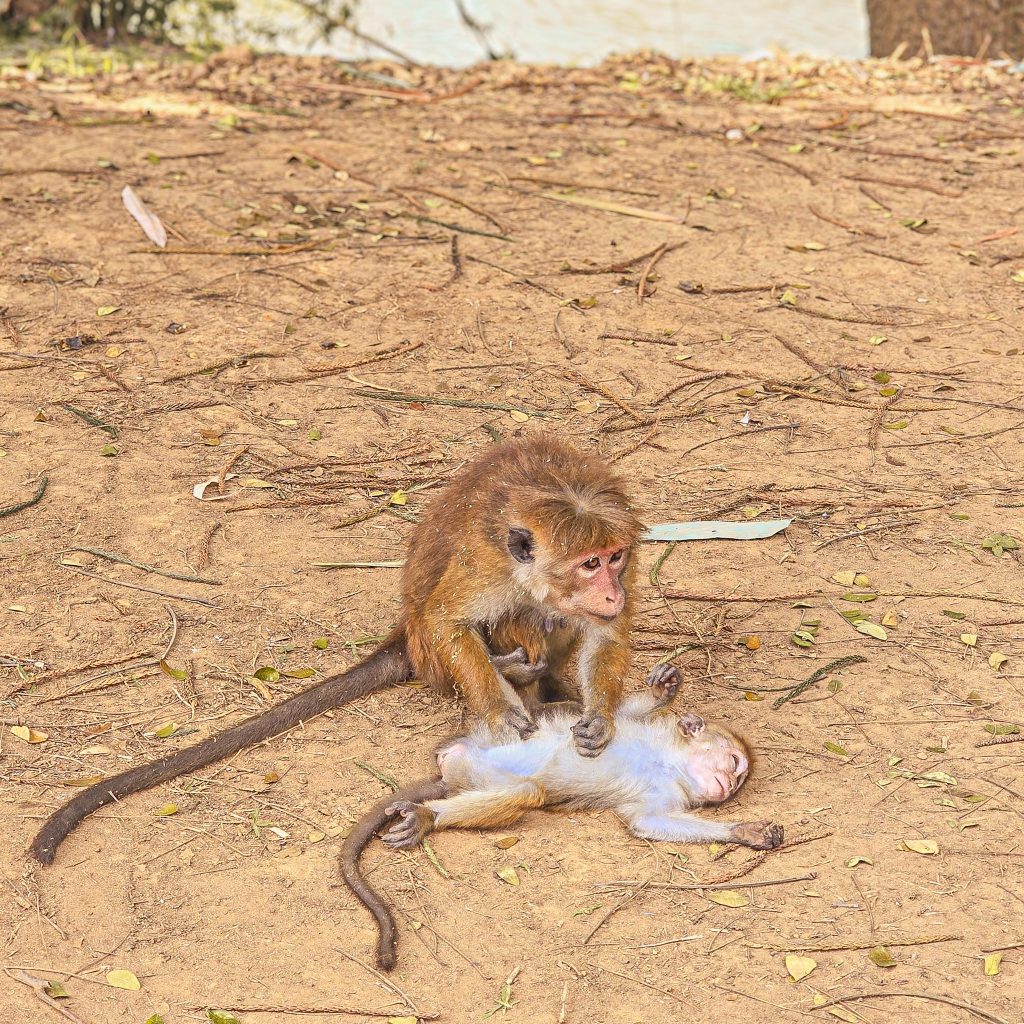 maman singe et son bebe allongé sur le dos devant elle
