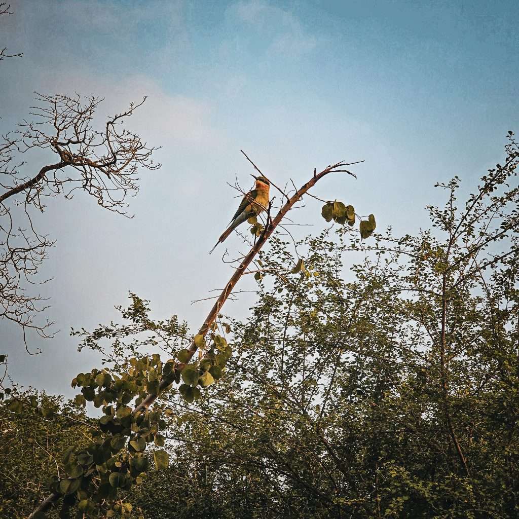 oiseau-safari-udalawawe-sri-lanka