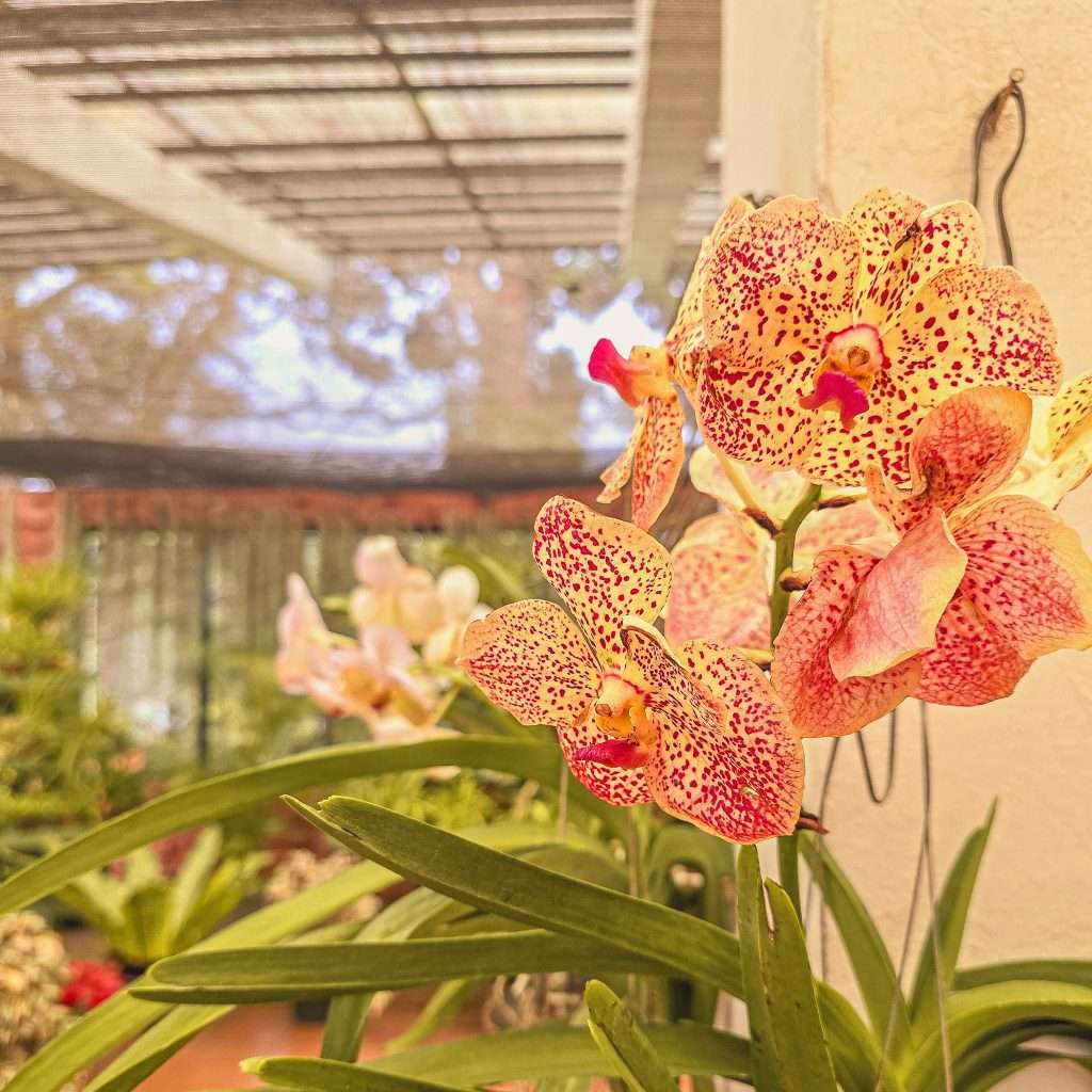 orchidée-jardin-botanique-kandy