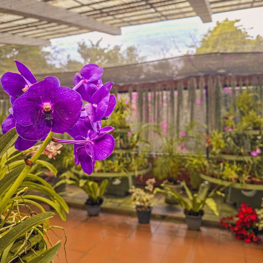 orchidee-violette-jardin-botanique-sri-lanka
