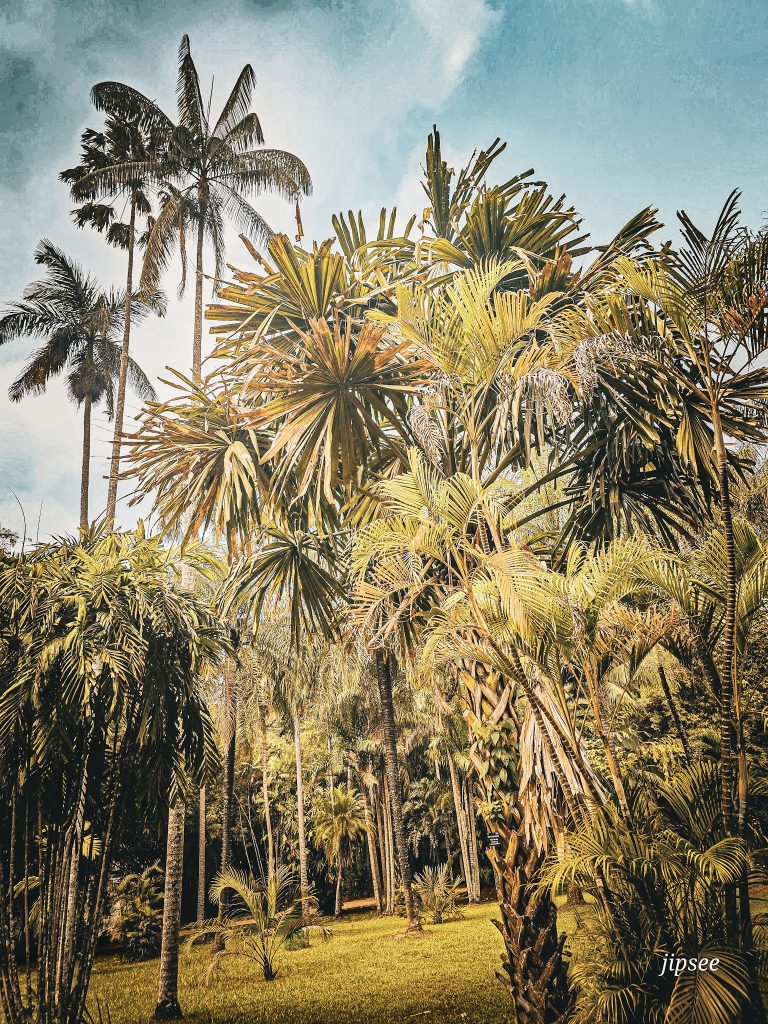 palmeraie jardin botanique de kandy