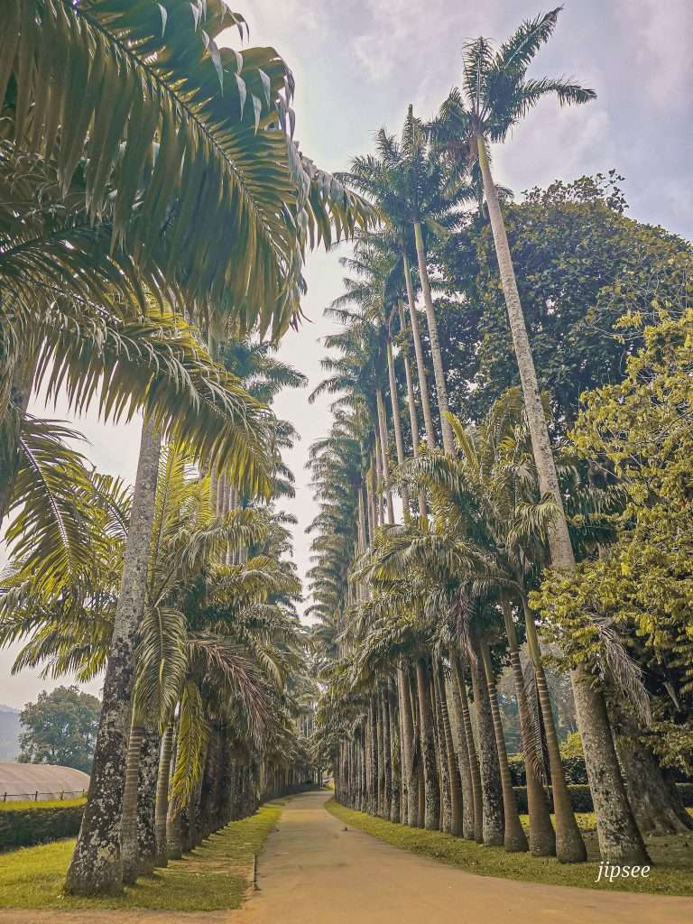allee-des-palmiers-jardin-botanique-kandy