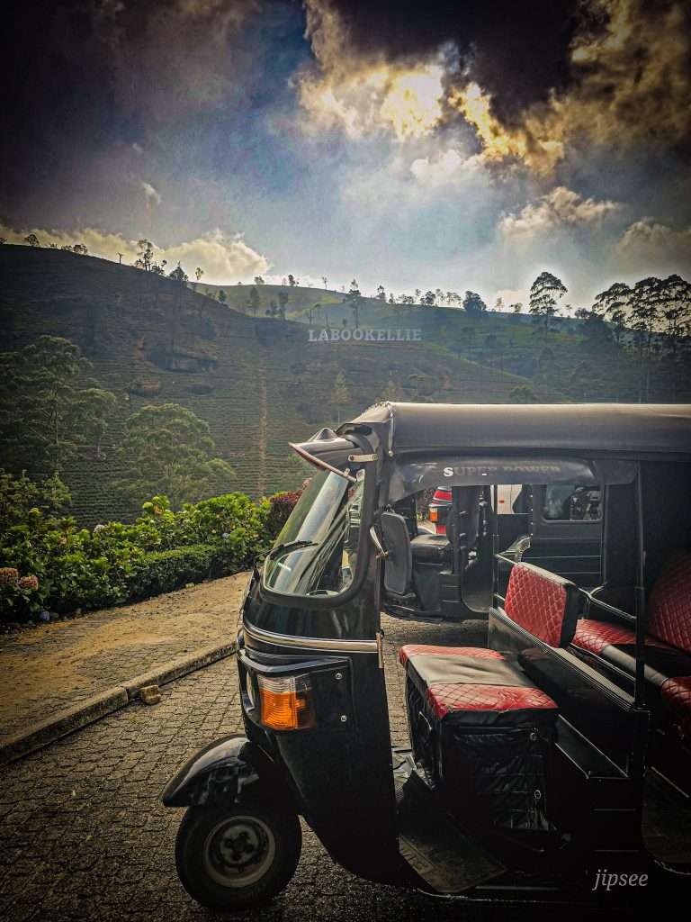 plantation-de-the-sri-lanka