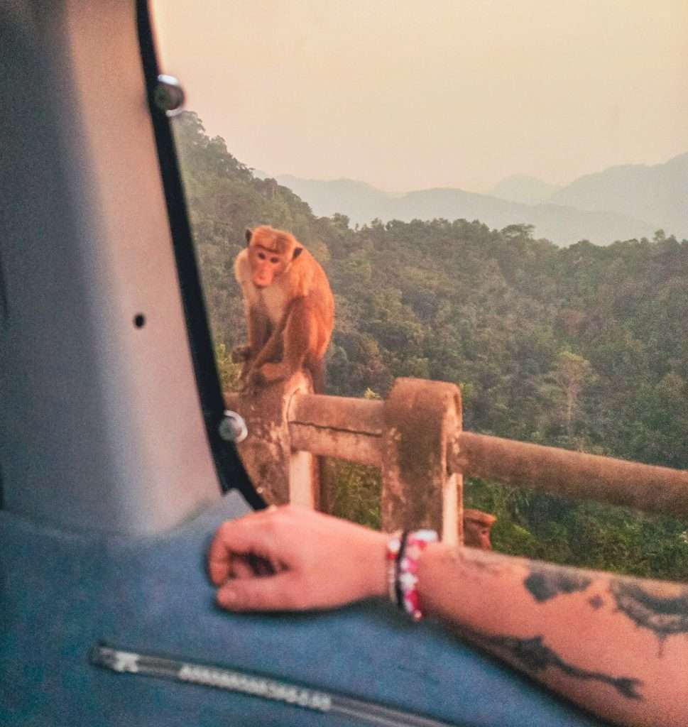 singe-bord-de-route-sri-lanka