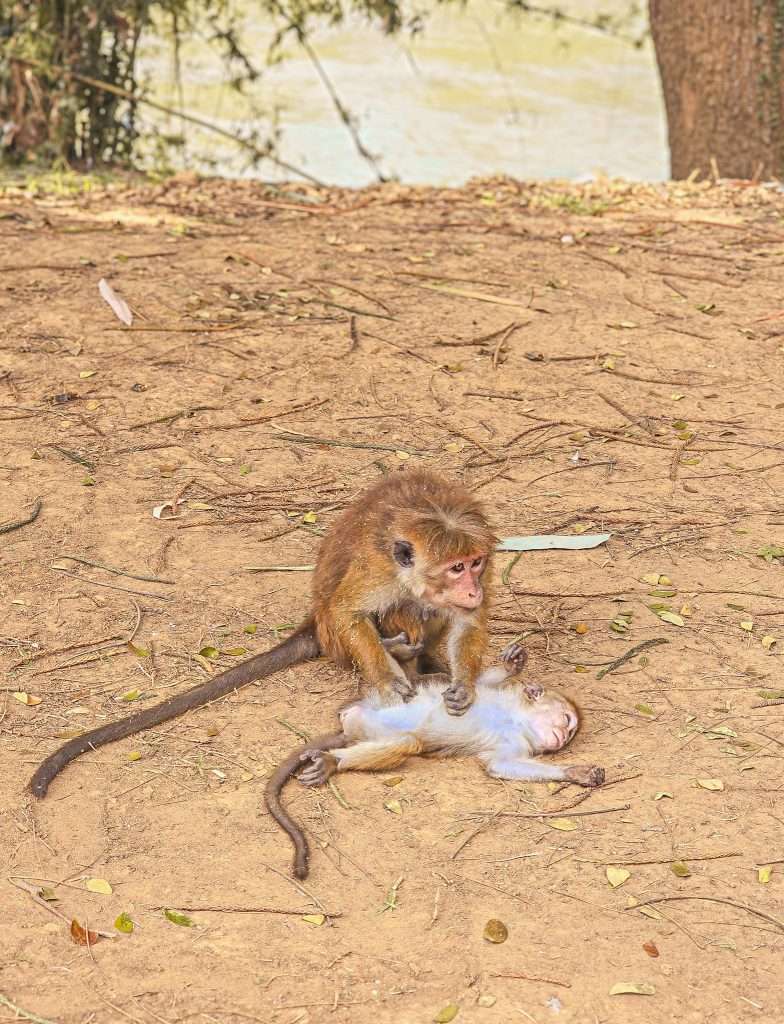 famille-singe-sri-lanka
