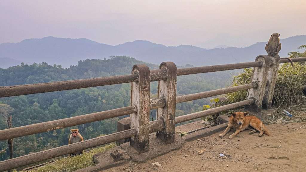 montagne-route-de-kandy-singes