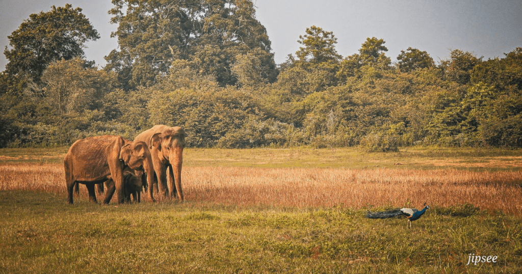 visite-safari-udawalawa-sri-lanka